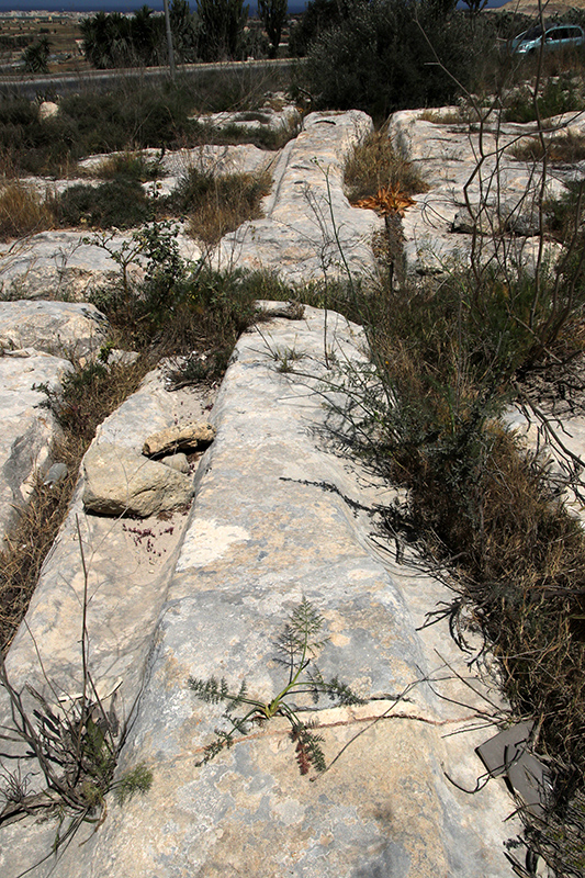 Triq il-Fortizza tal-Mosta Cart Ruts