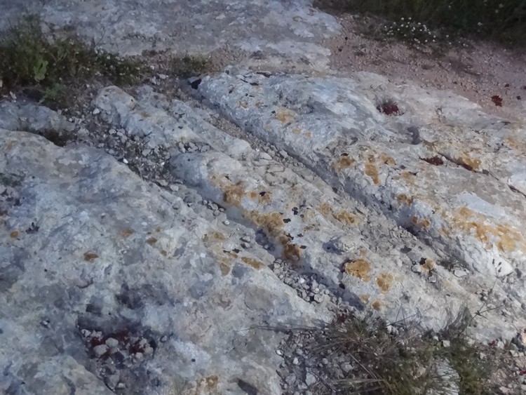 Cart ruts located NE of Ta' Hammut dolmens (photo taken on March 2013).
