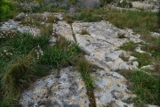 Il-Qolla Cart Ruts - PID:195148