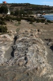 Il-Bajja tal-Mellieħa Cart Ruts - PID:156031