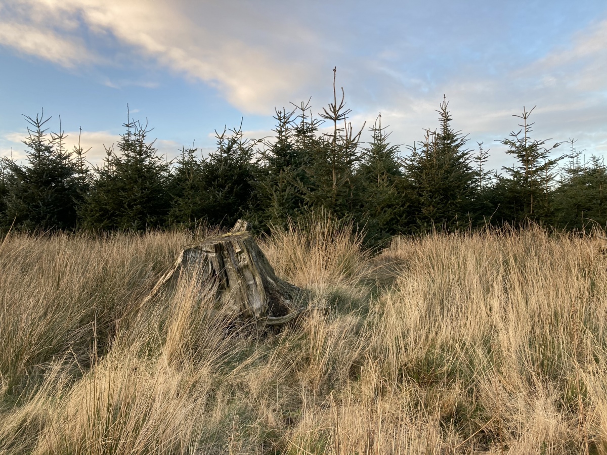Click for the gallery page to add comments and vote (PID:252064) Haggstone Moor Standing Stone