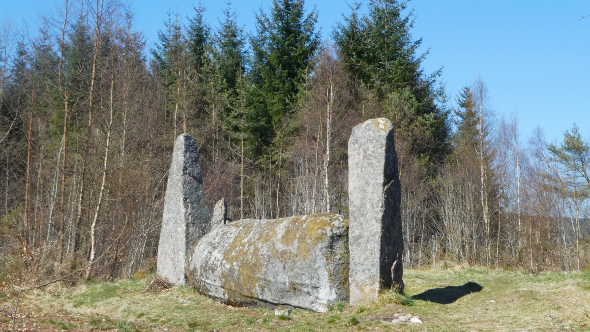Click for the gallery page to add comments and vote (PID:256993) Cothiemuir Wood