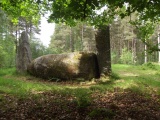 Cothiemuir Wood - PID:236288