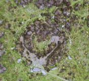 Whitehill Stone Circle