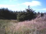 Picts House - PID:31120
