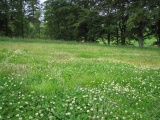 Cothiemuir Wood - PID:25586