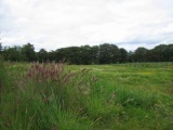 Cothiemuir Wood - PID:25584