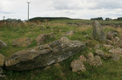 Old Bourtreebush