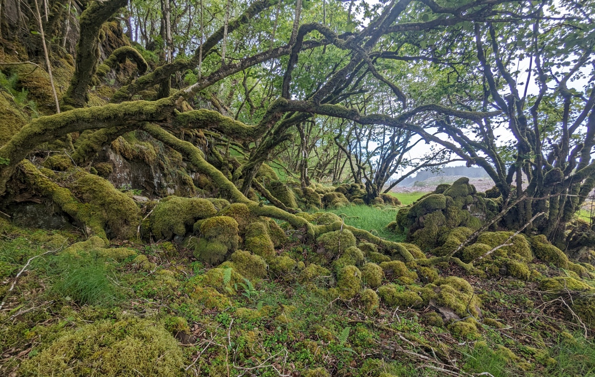 Click for the gallery page to add comments and vote (PID:274152) Torr A'chlachain, Mull