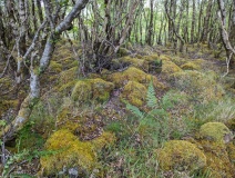 Torr A'chlachain, Mull