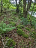 Torr A'mhanaich