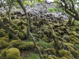 Dun Choinichean - PID:274271