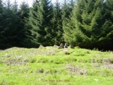 Achnagoul 2 - PID:33732