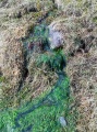 Tobar Chaluim Chille (Mull) - PID:256404