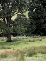 Glennan Standing Stone - PID:109686
