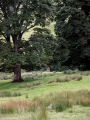 Glennan Standing Stone