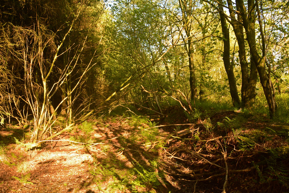 Scots' Dike The southern ditch, looking from east to west. At first, the bank and ditch are barely visible through the trees and undergrowth, but looking harder, the course of the ditch became easier to see.