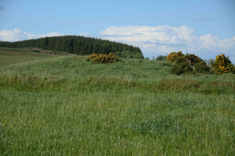 Click for the gallery page to add comments and vote (PID:166427) Lord's Tree (Hawick)