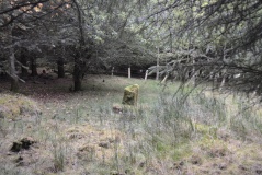 Dods Corse Stone (Boon)