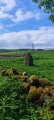 Cambridge Standing Stone - PID:273776