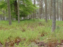 Piersknowe Plantation