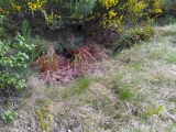 Skelbo Wood - PID:290864