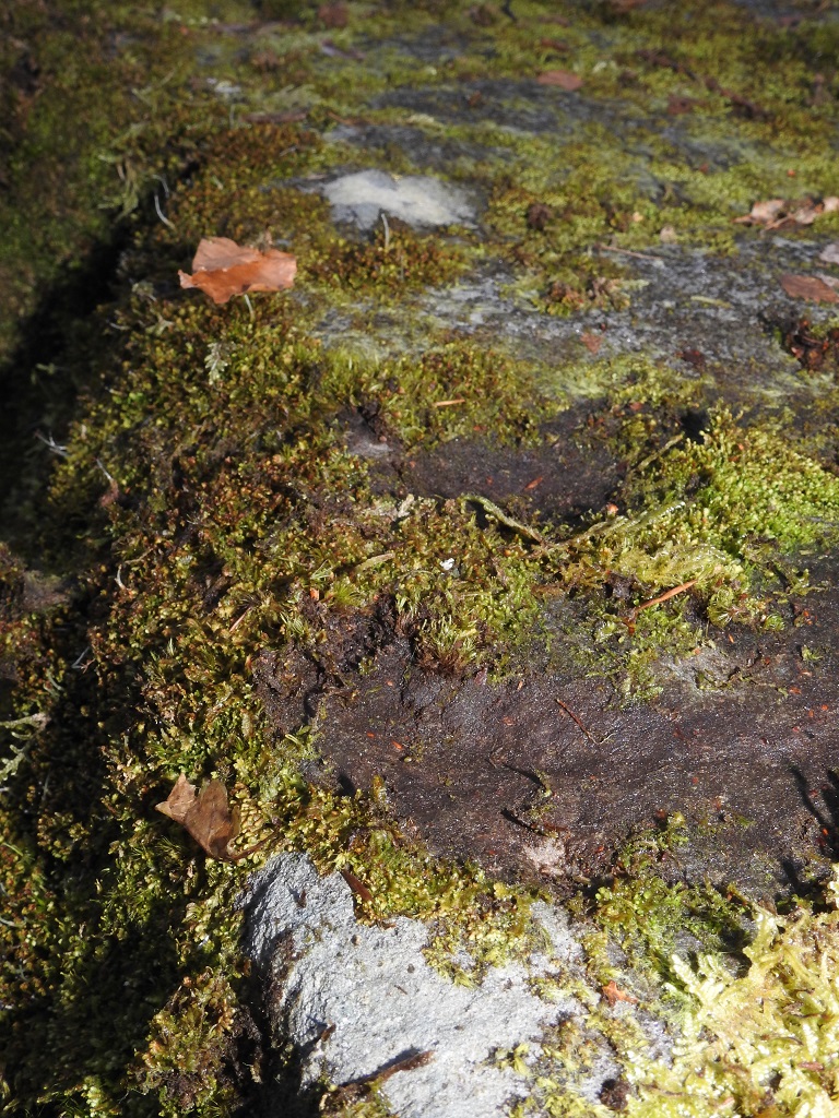 High Craigenfeoch Rock Art