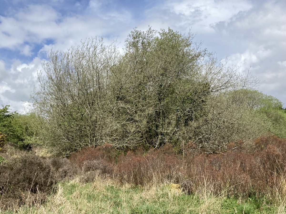 Click for the gallery page to add comments and vote (PID:257926) Barnsallie Fell
