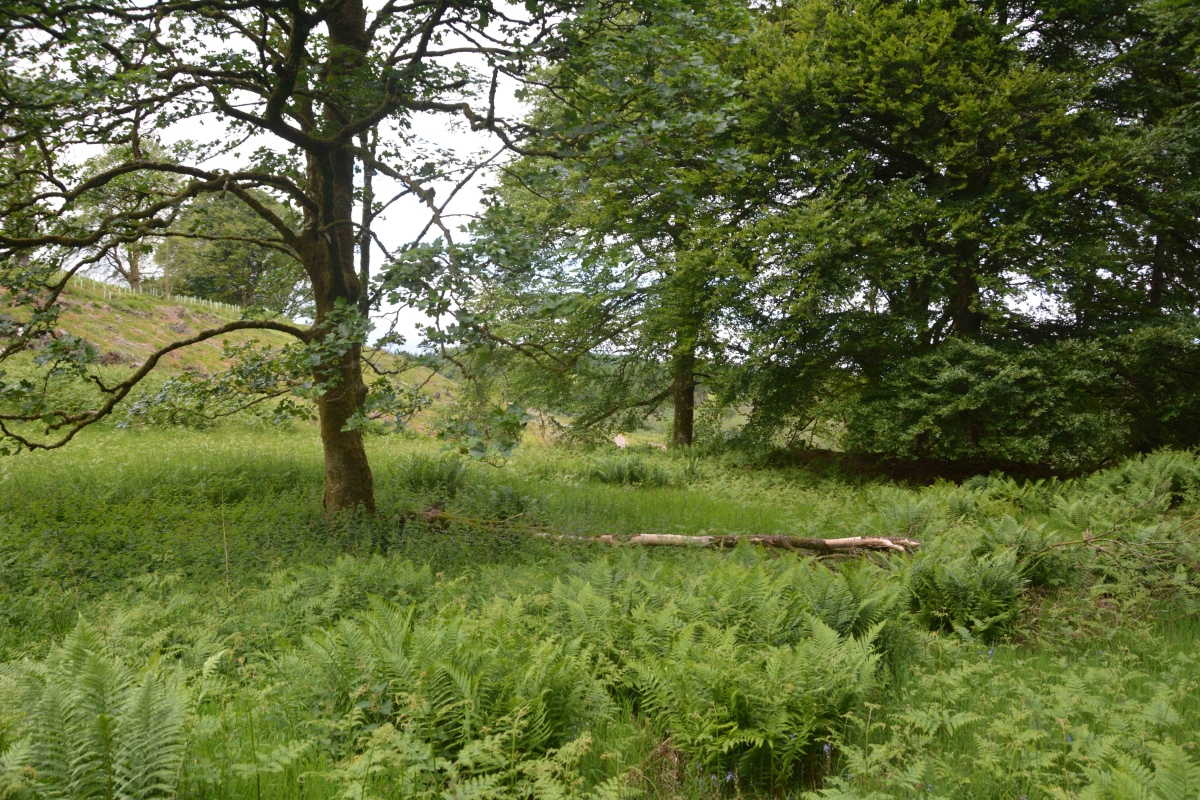 Click for the gallery page to add comments and vote (PID:228537) Crunzierton Wood Scooped Settlement