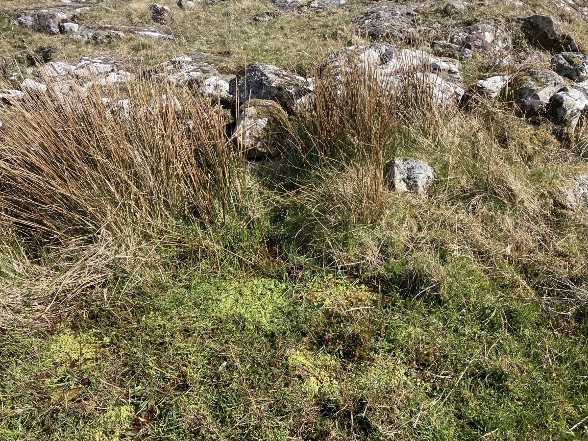 Kilhern Spa Well (New Luce)