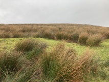 Auchmantle Fell (The Wee Cairn)