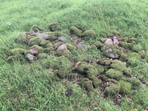 Cairn Wood (Barskeoch)