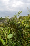 Bladnoch