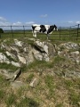 Drumtroddan Cup and Ring Markings - PID:294354