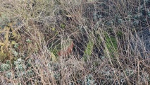 St Glassen's Well (Rerrick) - PID:285002