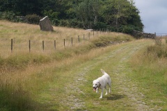 Mill Knock Standing Stones
