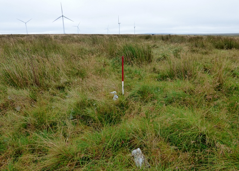 Tormsdale Stone Rows