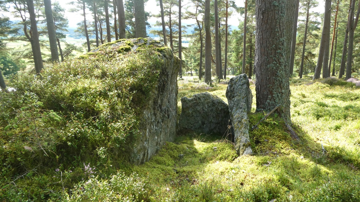 Gaich Wood 1