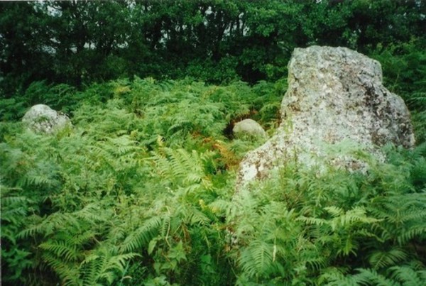 Aberscross stone circle, Showing the circle when very overgrown.