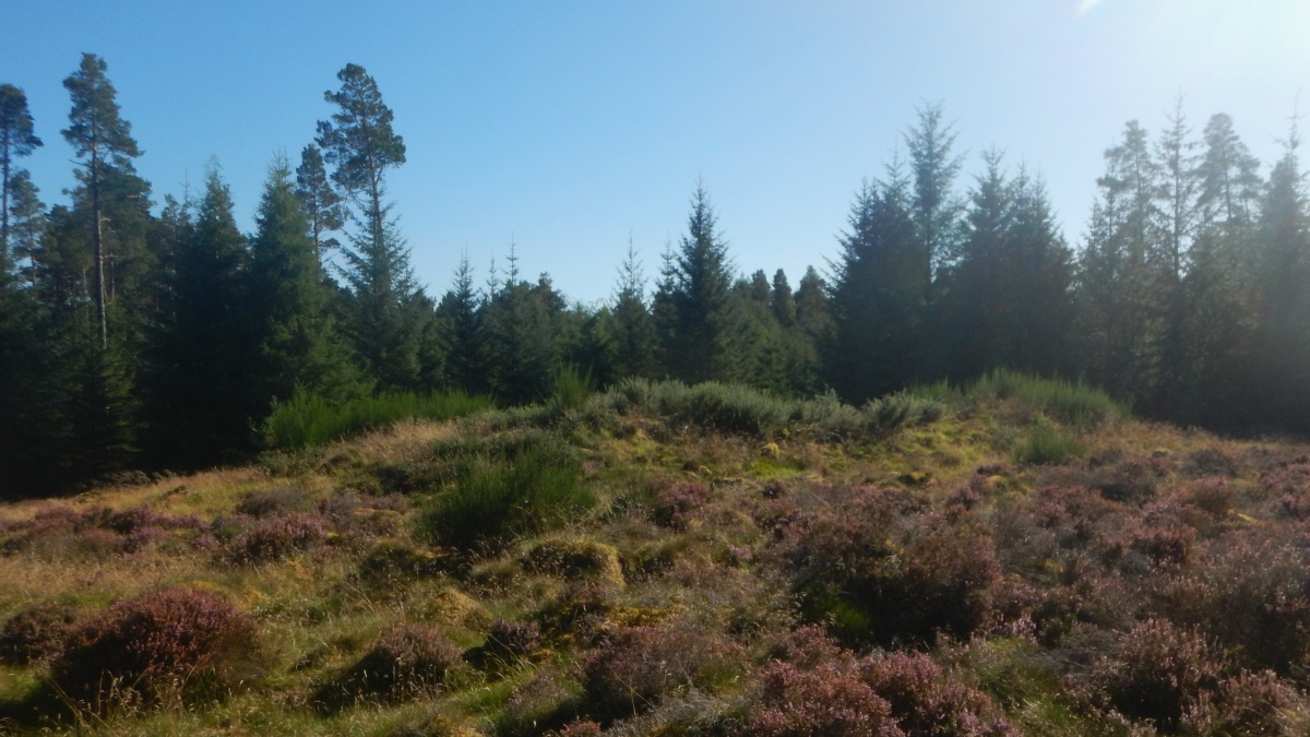 Click for the gallery page to add comments and vote (PID:263498) Wester Brae