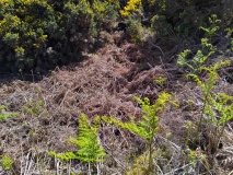 Cnoc Odhar Chambered Cairn