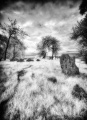 Dalcross Mains - PID:278224
