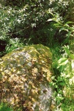 Druidtemple