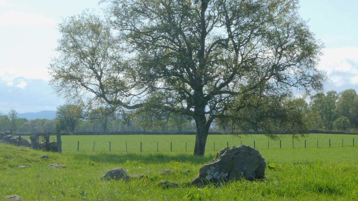 Click for the gallery page to add comments and vote (PID:262984) Muir of Allangrange