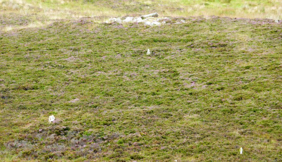 Garrywhin Multiple Stone Rows