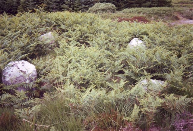 Machrie Burn