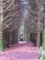 Giant's Graves (Isle of Arran) - PID:15960