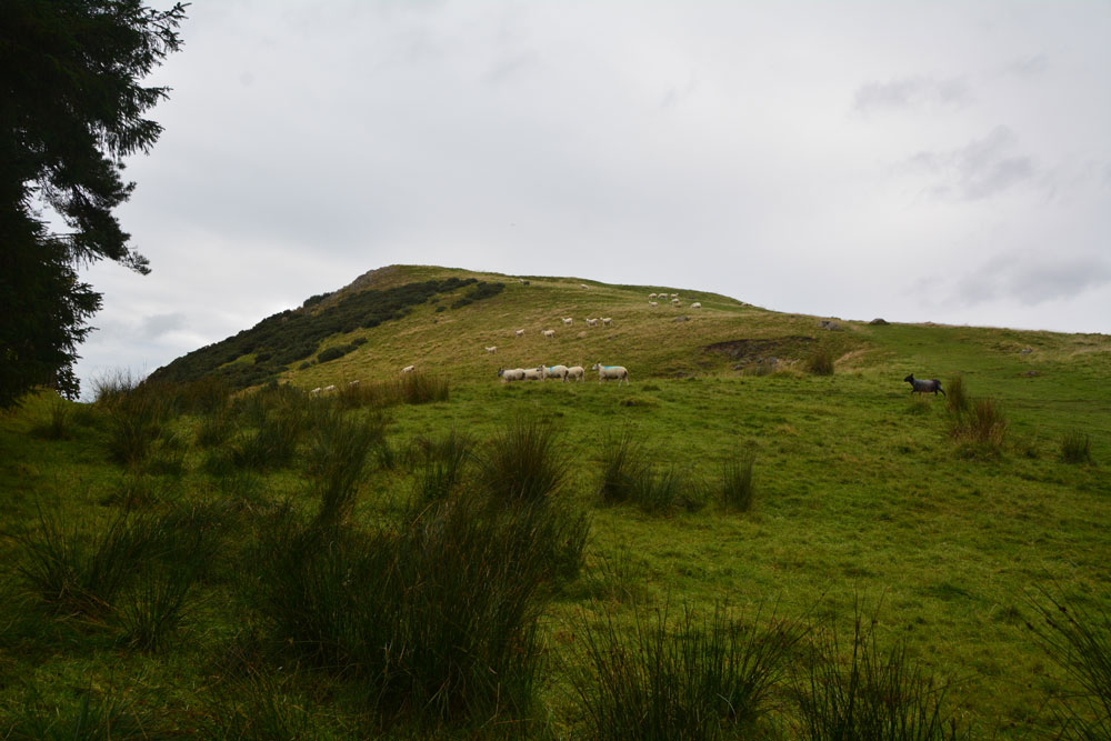 First view of Cockleroy Hillfort, having walked from the small car park to the gate into the field.  The hill rises reasonably steeply up to 278 metres and has a trig point and view point on top.