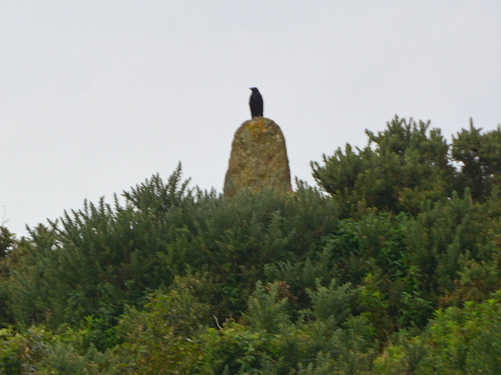 Galabraes As we were walking away from the stone, we spotted some really old boundary features in the south east of the field and had stopped to photograph them. I head some loud cawing from above, and caught this crow bobbing up and down on top of the stone. Eerie!