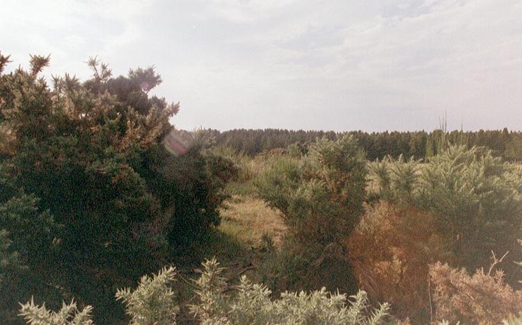 You can just make out a large stone in the gorse to the middle left of this picture